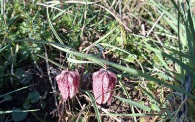 A kehidai „zalarét” büszkesége: A kockás liliom